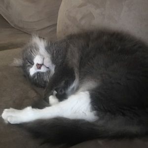 Meet your Posher, Myra